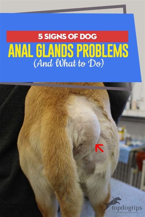 yellow liquid leaking from dogs bum|Help! My Dog’s Anal Glands are leaking. (7 reasons